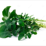 Arúgula normal - bolsa de 16 onz