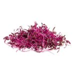 En la actualidad los microgreens son de los ingredientes más famosos en el medio gastronómico, ya que gracias a sus características los chefs los prefieren por la variedad de texturas, aromas y coloridos que le aportan belleza y dimensión a sus creaciones; asimismo, debido a sus propiedades le agregan una importante riqueza nutrimental.