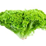 Salud digestiva y hepática: Estimula los jugos digestivos y la función del hígado. Su contenido de fibra actúa como laxante, previniendo o mejorando el estreñimiento, y promueve el crecimiento de bacterias beneficiosas en el intestino (efecto prebiótico). Salud cardiovascular: La inulina en la escarola ayuda a reducir el colesterol LDL. Su bajo contenido de grasa y sodio la hace amigable con el corazón. Salud ósea: Contiene vitamina K, importante para la coagulación sanguínea y la salud de los huesos. Además, la inulina mejora la absorción de minerales como el calcio y el magnesio.