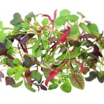Los microgreens son plántulas comestibles jóvenes y tiernas, producidas a partir de semillas de varias especies. En los últimos años se ha acelerado su producción y consumo, siendo una tendencia creciente a nivel mundial.