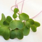 En la actualidad los microgreens son de los ingredientes más famosos en el medio gastronómico, ya que gracias a sus características los chefs los prefieren por la variedad de texturas, aromas y coloridos que le aportan belleza y dimensión a sus creaciones; asimismo, debido a sus propiedades le agregan una importante riqueza nutrimental.